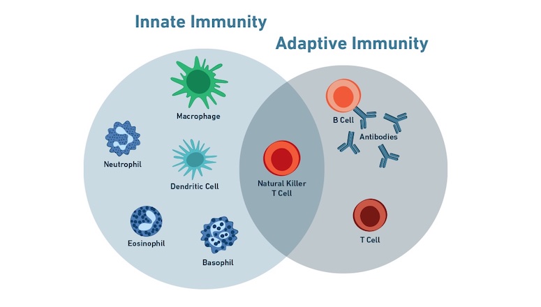 Immunology Overview: How Does Our Immune System Protect Us?